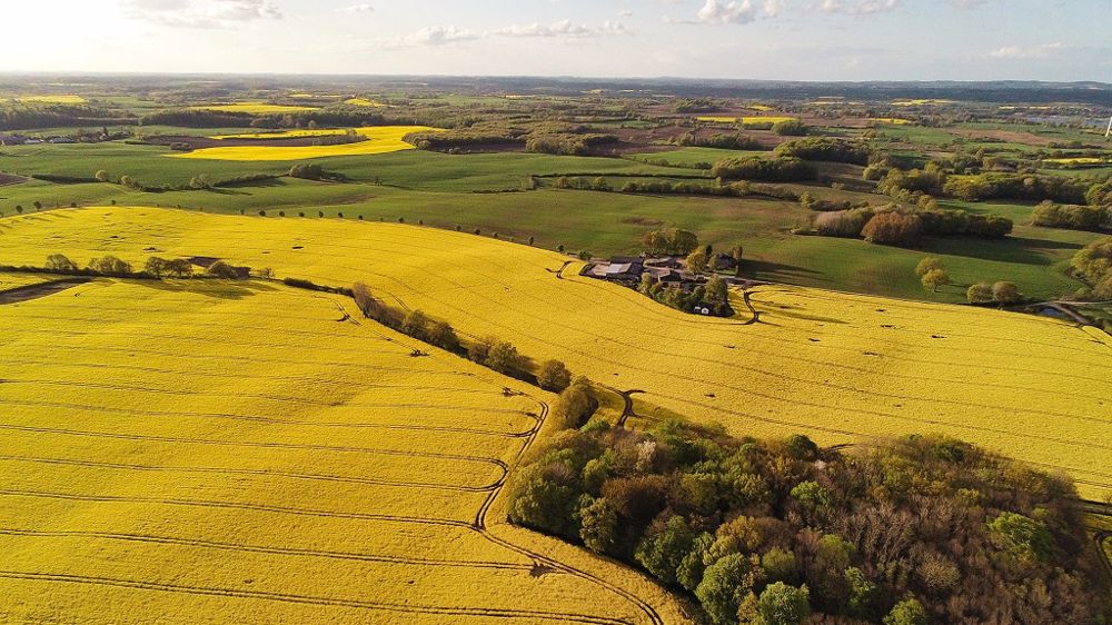 L'offre Colza'Avenir 2022, gratuite pour l'agriculteur, a été construite et testée pour la campagne 2020/21 auprès de 400 agriculteurs sur près de 10 000 ha de colza. (©Pixabay)
