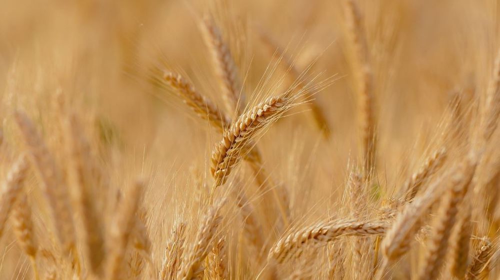 La récolte de blé aux États-Unis perdrait 4 millions de tonnes par rapport à la dernière récolte (©Pixabay)