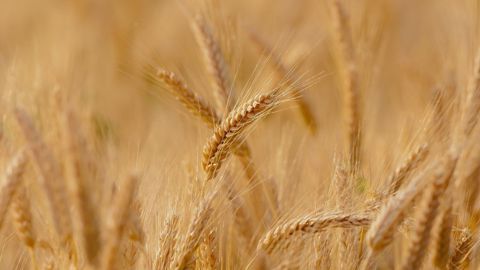 La récolte de blé aux États-Unis perdrait 4 millions de tonnes par rapport à la dernière récolte (©Pixabay) La récolte de blé aux États-Unis perdrait 4 millions de tonnes par rapport à la dernière récolte (©Pixabay)