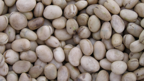 La ferme expérimentale des Etablières a testé le toastage de féverole et de pois protéagineux (©Terre-net Media) La ferme expérimentale des Etablières a testé le toastage de féverole et de pois protéagineux (©Terre-net Media)