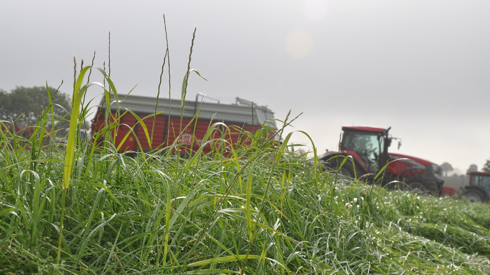 Les conditions sèches nuisent au développement des légumineuses. (©Terre-net Media)