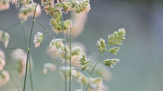 Les bovins ne sont pas capables de valoriser la lignine (©Pixabay) Les bovins ne sont pas capables de valoriser la lignine (©Pixabay)