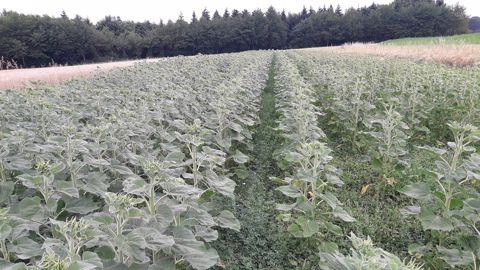 Le tournesol et la luzerne sont semés à la même date. Selon l’état de la luzerne, un sursemis de méteil peut être effectué en direct. (©Chambre d'agriculture des Pays-de-la-Loire) Le tournesol et la luzerne sont semés à la même date. Selon l’état de la luzerne, un sursemis de méteil peut être effectué en direct. (©Chambre d'agriculture des Pays-de-la-Loire)