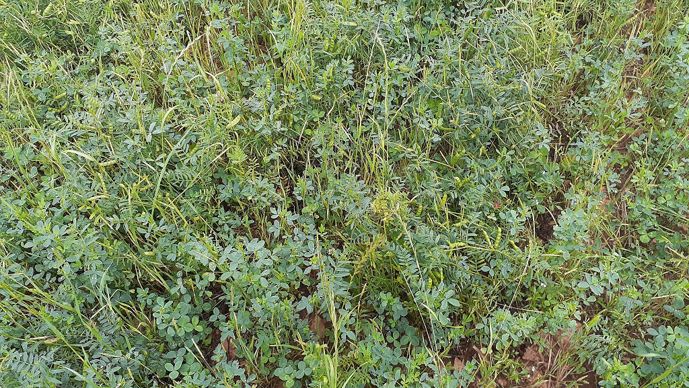 Mélange luzerne et méteil