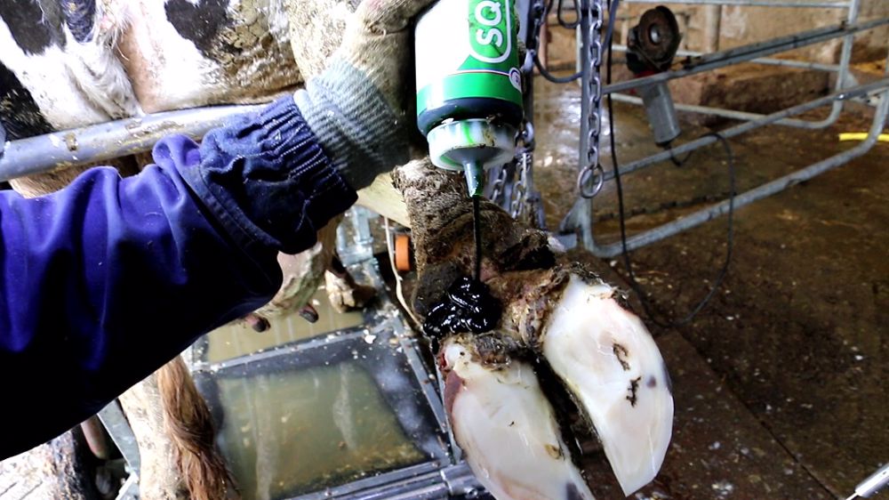 L'embout du flacon permet d'appliquer le produit même dans les espaces les moins accessibles. (©Synthèse élevage) L'embout du flacon permet d'appliquer le produit même dans les espaces les moins accessibles. (©Synthèse élevage)
