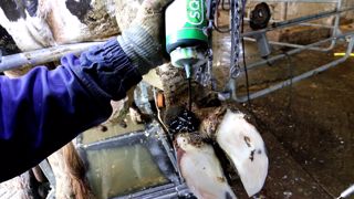L'embout du flacon permet d'appliquer le produit même dans les espaces les moins accessibles. (©Synthèse élevage) L'embout du flacon permet d'appliquer le produit même dans les espaces les moins accessibles. (©Synthèse élevage)