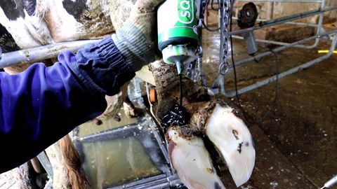 L'embout du flacon permet d'appliquer le produit même dans les espaces les moins accessibles. (©Synthèse élevage) L'embout du flacon permet d'appliquer le produit même dans les espaces les moins accessibles. (©Synthèse élevage)