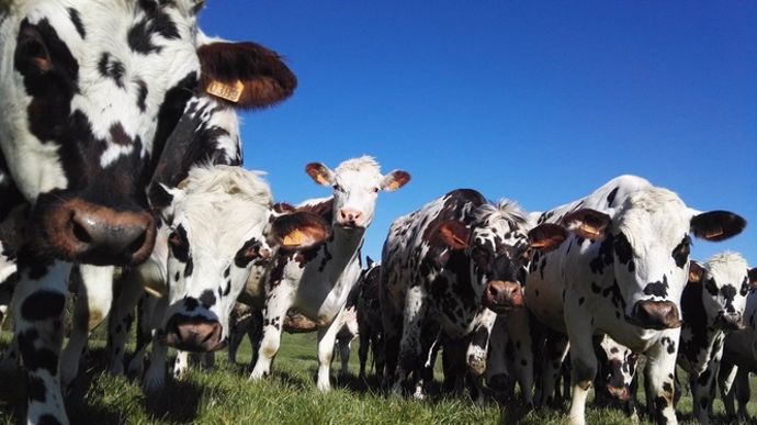 vaches normandes