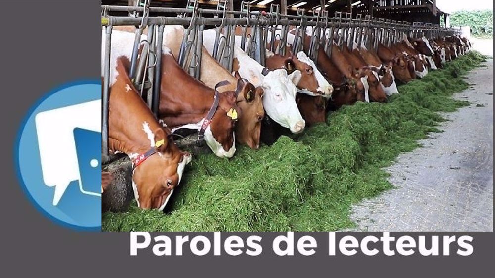 Comme l'année dernière, les fourrages ont nourri les débats sur Web-agri en 2020-2021 ! (©Terre-net Média)