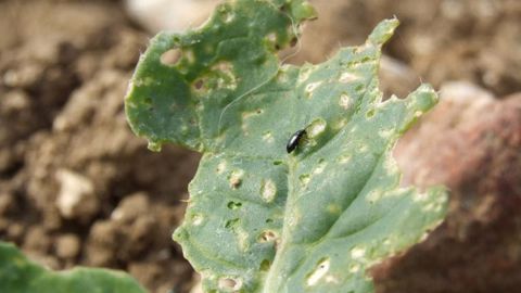 Cet outil vise à estimer le risque lié aux prélèvements foliaires par les altises des crucifères et altises d’hiver adultes. (©Terres Inovia)