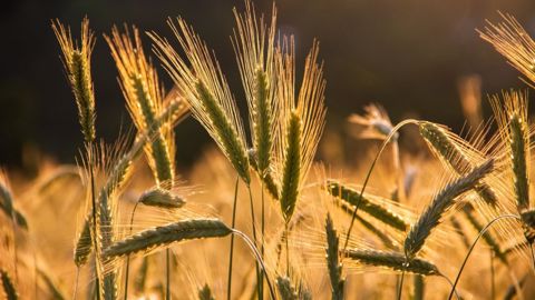 a « tendance structurelle » à la baisse sera plus visible dans les deux ans qui viennent sous l'effet des restrictions (©Pixabay)