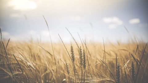 La récolte céréalière en Ukraine atteindrait cette année 76 Mt, un record pour le pays. (©Pixabay)