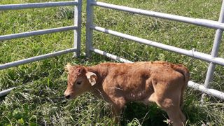 À chacun sa méthode pour charger des animaux en bétaillère À chacun sa méthode pour charger des animaux en bétaillère