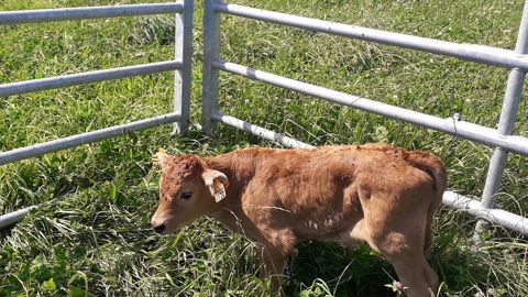 À chacun sa méthode pour charger des animaux en bétaillère À chacun sa méthode pour charger des animaux en bétaillère