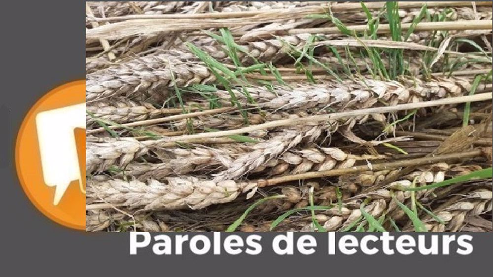 En cette fin de moisson 2021, les lecteurs de Terre-net ont le moral au ras du sol comme ces épis de blé. (©Terre-net Média)
