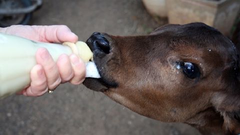 Un colostrum de mauvaise qualité pourra être complété afin d'apporter au veau la quantité d'immunoglobulines indispensable le plus tôt possible. (©Terre-net Média) Un colostrum de mauvaise qualité pourra être complété afin d'apporter au veau la quantité d'immunoglobulines indispensable le plus tôt possible. (©Terre-net Média)