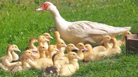 10 mois après le début de l'épizootie, la France n'a plus de grippe aviaire sur son sol. Mais la vigilance reste de mise avec la détection d'un cas en Belgique. (©Pixabay) 10 mois après le début de l'épizootie, la France n'a plus de grippe aviaire sur son sol. Mais la vigilance reste de mise avec la détection d'un cas en Belgique. (©Pixabay)