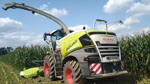 Les chantiers d'ensilage de maïs sont maintenant bien lancés ! Les chantiers d'ensilage de maïs sont maintenant bien lancés !