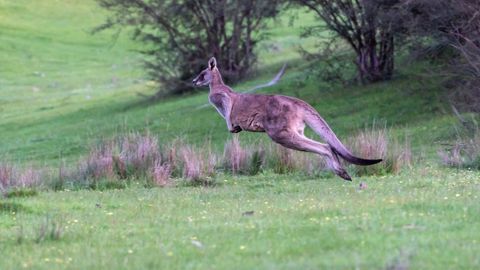 Le département australien de l'agriculture prévoit un bond de presque 5 Mt en blé par rapport aux estimations de juin (©Pixabay) Le département australien de l'agriculture prévoit un bond de presque 5 Mt en blé par rapport aux estimations de juin (©Pixabay)