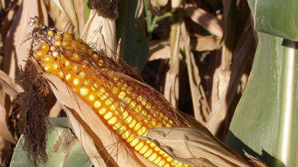 Retrouvez les estimations de rendements en maïs grain non-irrigué et irrigué pour la récolte 2021. (©Terre-net Média)