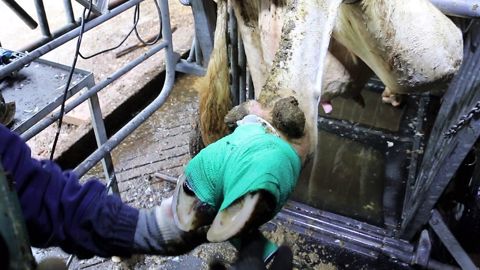 Réaliser un pansement sur le pied d'une vache Réaliser un pansement sur le pied d'une vache