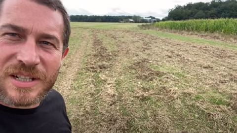 Dégâts de sangliers dans les colzas chez Gilles VK