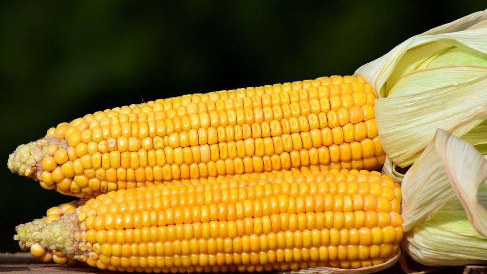 La FAO et l'OCDE misent sur une hausse de la production de maïs dans le monde à l'horizon 2030. (©Pixabay)