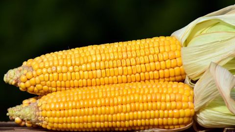 La FAO et l'OCDE misent sur une hausse de la production de maïs dans le monde à l'horizon 2030. (©Pixabay) La FAO et l'OCDE misent sur une hausse de la production de maïs dans le monde à l'horizon 2030. (©Pixabay)