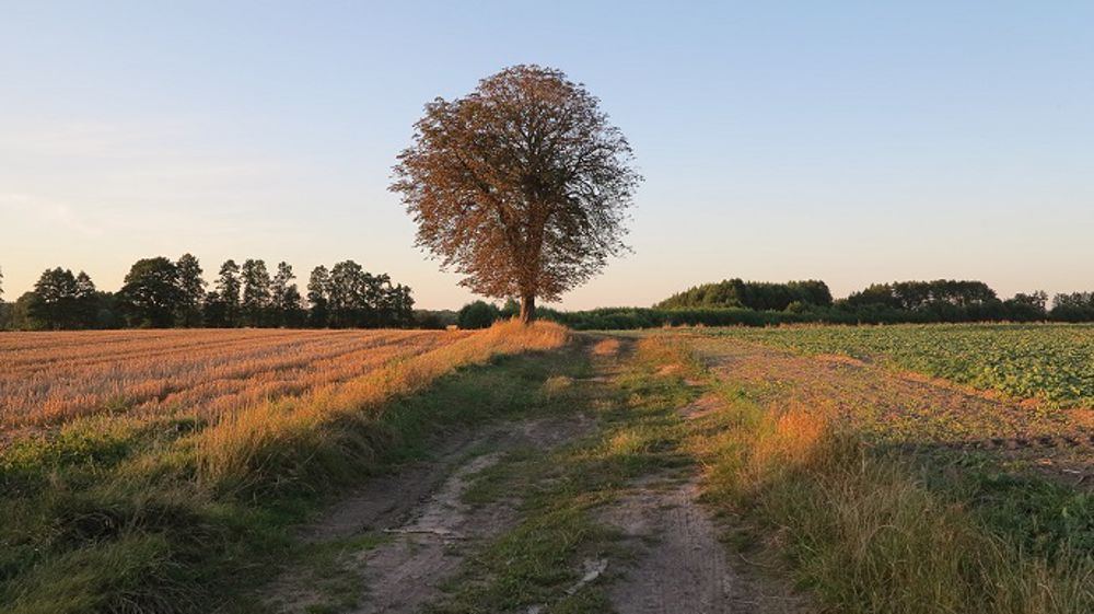 Les conditions sont pour le moment idéales en Europe de l'Ouest. (©PixaBay)