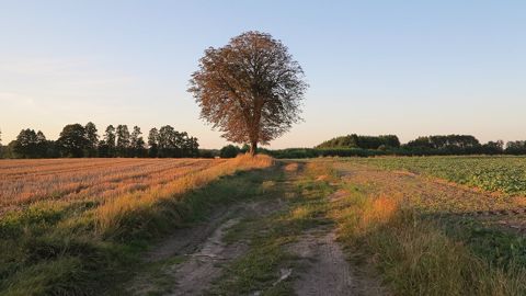 Les conditions sont pour le moment idéales en Europe de l'Ouest. (©PixaBay) Les conditions sont pour le moment idéales en Europe de l'Ouest. (©PixaBay)