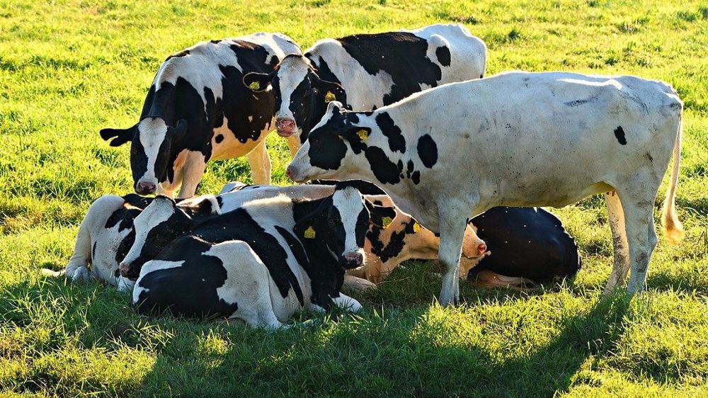 Depuis 2018, Laurence échange avec ses collègues du GIEE sur le bien-être du troupeau mais aussi des hommes au quotidien. (©Terre-net Média)