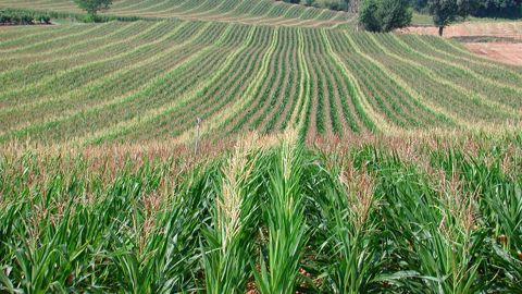 L’appellation Maize in France garantit aux agriculteurs des semences de qualité optimale. (©FNPSMS) L’appellation Maize in France garantit aux agriculteurs des semences de qualité optimale. (©FNPSMS)