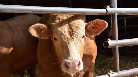 En 2020, 1 577 téq de viande bovine ont été expédiées vers l'UE, tandis que celle-ci en a exporté 21 000 vers le Canada, a souligné Sandrine Gaudin, auditionnée à l'Assemblée nationale. (©Terre-net Média) En 2020, 1 577 téq de viande bovine ont été expédiées vers l'UE, tandis que celle-ci en a exporté 21 000 vers le Canada, a souligné Sandrine Gaudin, auditionnée à l'Assemblée nationale. (©Terre-net Média)