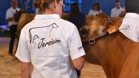 Hyasmine, grande championne de la race jersiaise Hyasmine, grande championne de la race jersiaise