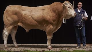 Mandarine et Lysandre remportent le concours Blonde d'Aquitaine Mandarine et Lysandre remportent le concours Blonde d'Aquitaine