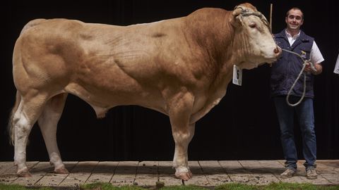 Mandarine et Lysandre remportent le concours Blonde d'Aquitaine Mandarine et Lysandre remportent le concours Blonde d'Aquitaine