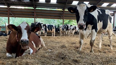La ventilation du bâtiment joue un rôle important sur le comportement de l'aire paillée en évacuant l'humidité du sol. (©Terre-net Média) La ventilation du bâtiment joue un rôle important sur le comportement de l'aire paillée en évacuant l'humidité du sol. (©Terre-net Média)