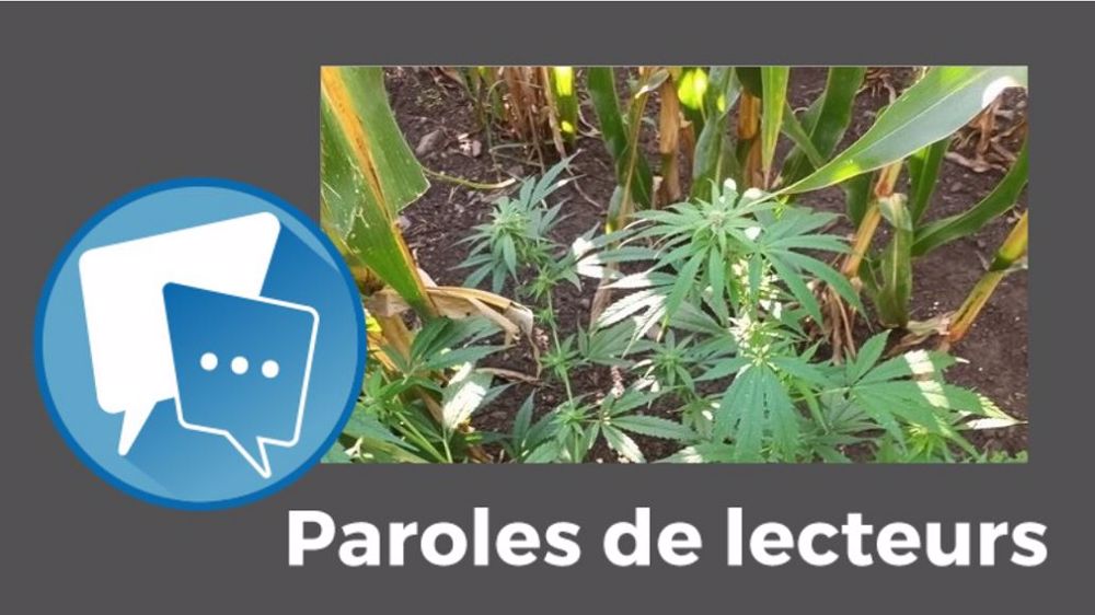  « Y a plus qu'à passer du Bob Marley pendant la traite », suggère Marie-Caroline Galichet-Gasteuil. (©@R_Hugon_43 // Création Terre-net Média)