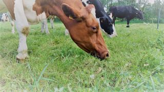 66 % des Français pensent que les animaux sont bien respectés dans les élevages "raisonnés" (©Terre-net Média) 66 % des Français pensent que les animaux sont bien respectés dans les élevages "raisonnés" (©Terre-net Média)