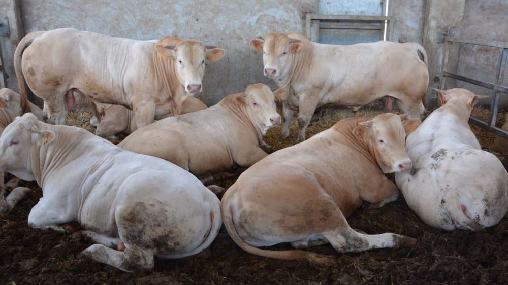 Par sécurité, les mesures de bien-être en JB se feront sur la base d'images filmées. (©Terre-net Média)