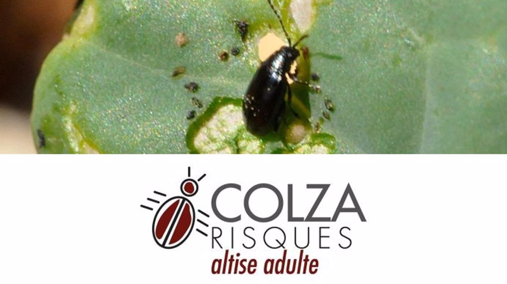 L'OAD Colza risques altise adulte estime le risque de dégât en parcelles de colza. (©Terres Inovia)