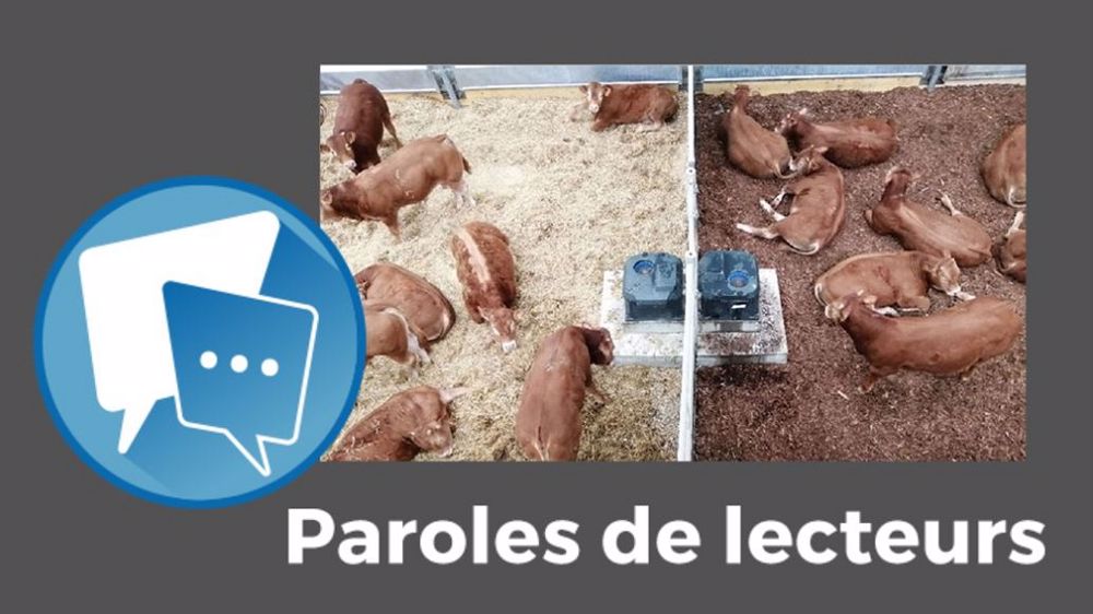  En litière à la place de la paille, les plaquettes de bois attisent la curiosité des lecteurs de Web-agri. (©Arvalis Institut du végétal // Création Terre-net Média)