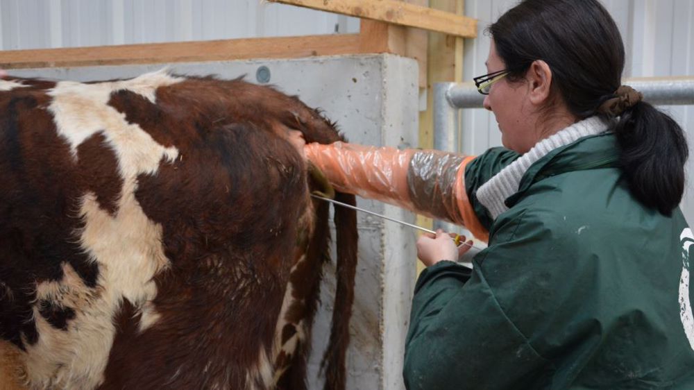 La stade de lactation du troupeau est une information juste quant à la réussite de la reproduction. (©Terre-net Média)