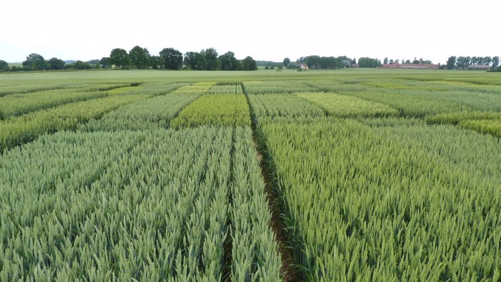 L'équipe Alvie s'est notamment appuyée sur différents essais en micro-parcelles et sur des parcelles agriculteurs.(©Terre-net Média)