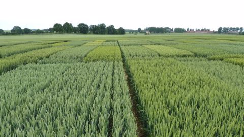 L'équipe Alvie s'est notamment appuyée sur différents essais en micro-parcelles et sur des parcelles agriculteurs.(©Terre-net Média)