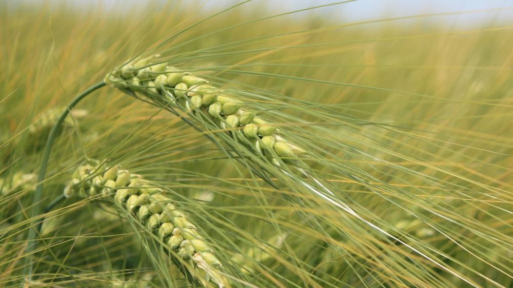 Avec 7,1 Mt récoltés contre 10,7 l'an dernier, la production d'orge canadienne en 2021 est jugée catastrophique. (©Terre-net Média)