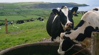 Le pâturage à la mode irlandaise Le pâturage à la mode irlandaise