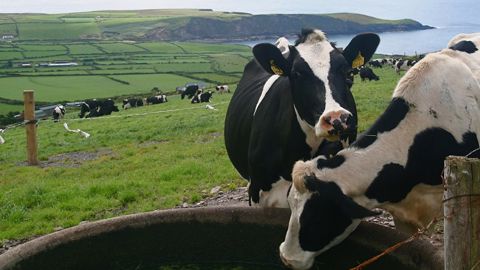 Le pâturage à la mode irlandaise