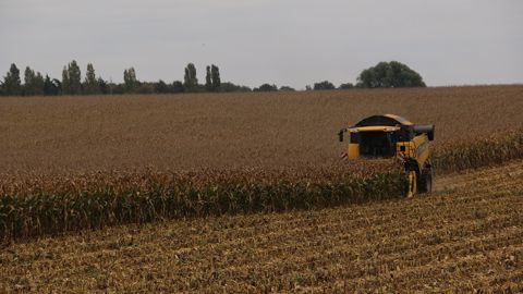 L'AGPM estime un rendement moyen de 11 t/ha en maïs grain pour cette récolte 2021. (©Terre-net Média)