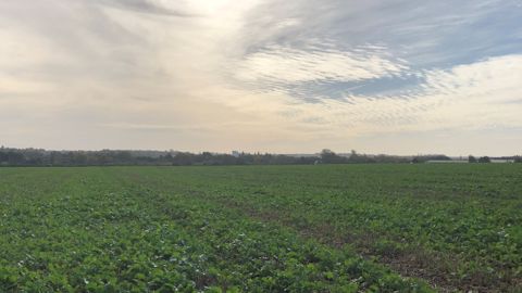 La levée des colzas cet automne est encore très hétérogène. (©Corteva)
